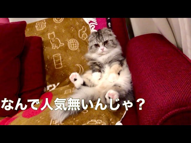 もちまる日記 クリアファイル スコティッシュフォールド 202511281415