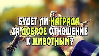 Будет ли награда за доброе отношение к животным? Будет ли награда за доброе отношение к животным?