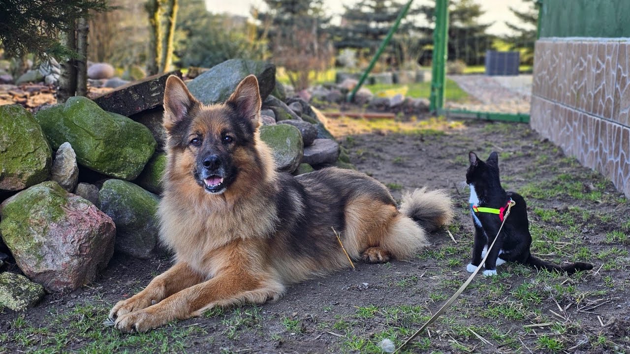 ARES ZABRAŁ KOTKA NA SPACER - Źrebak nie był aż taki odważny