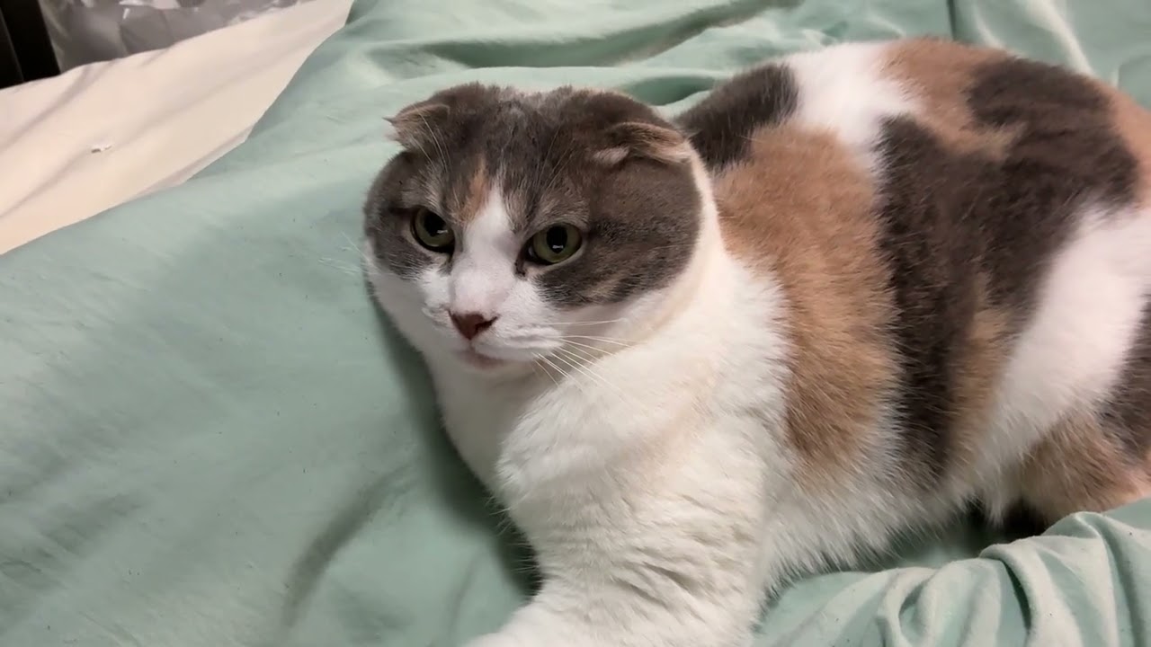あほねこ today's Asahi 17/05/2026 - YouTube