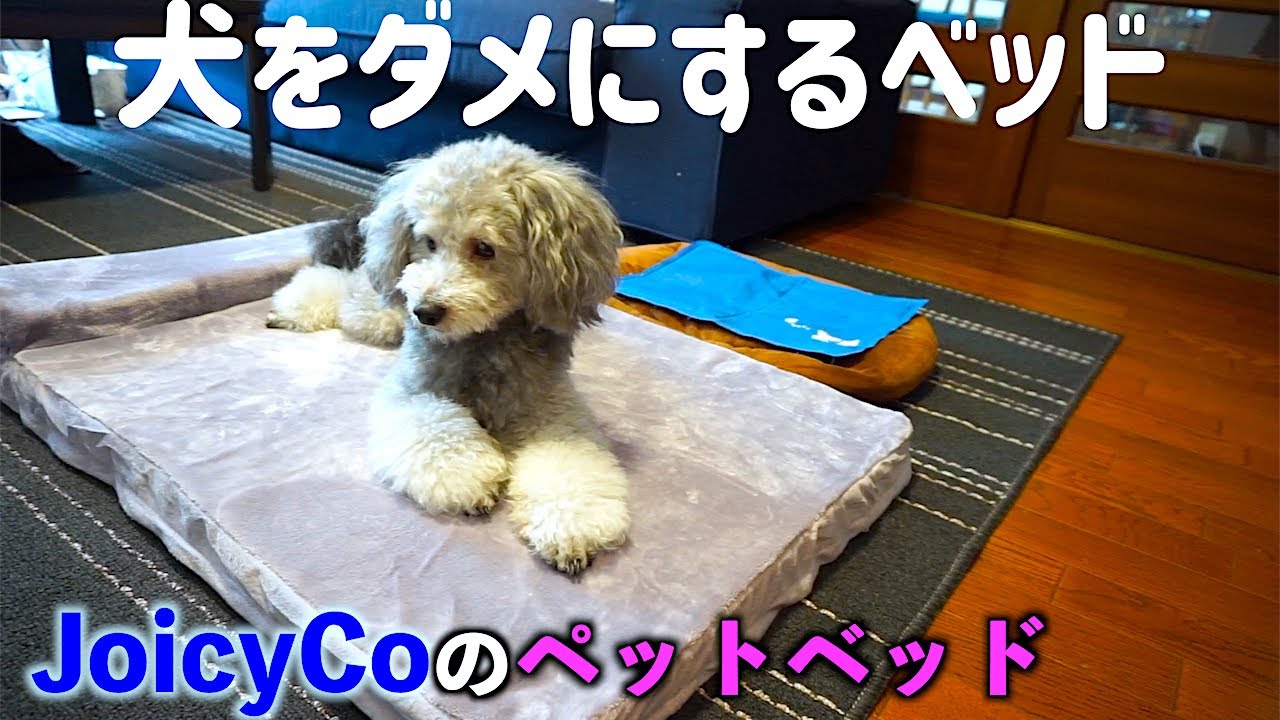 犬をダメにする Joicyco のペットベッドが来た 前編 トイプードルのグリィ Dog Toy Poodle Youtube