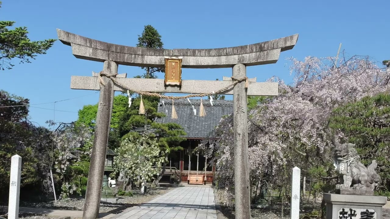 舞鶴市 白糸浜神社の枝垂れ桜 2026.4.16 - YouTube