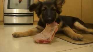 chocolate mini schnauzer