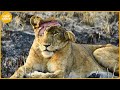 35 moments lions has failed while hunting their prey what happened  animal fight
