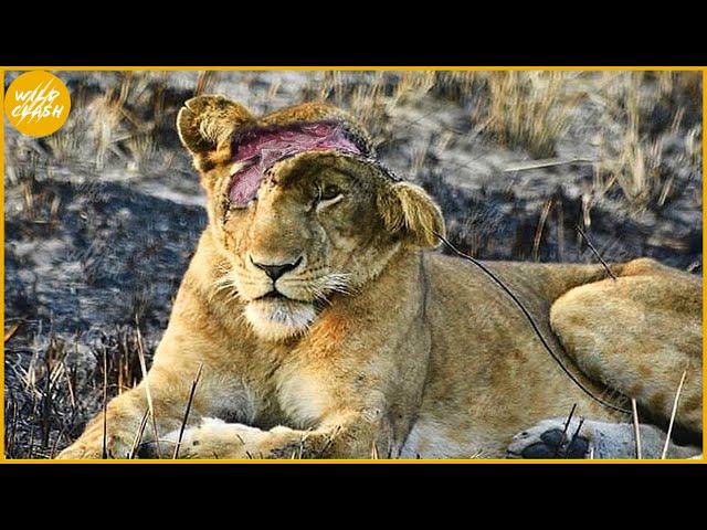 35 Moments Lions Has Failed While Hunting Their Prey, What Happened? | Animal Fight class=