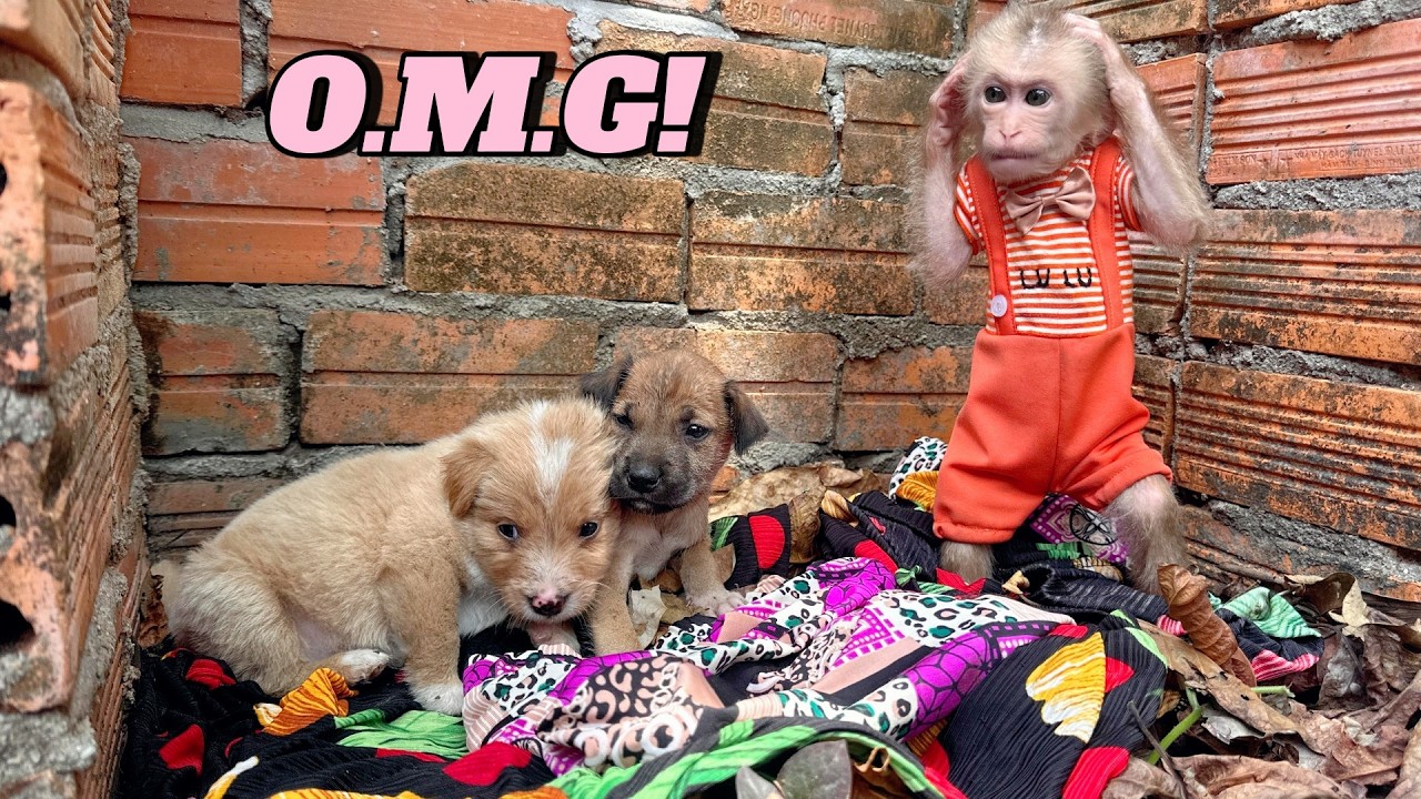 Heartbreaking Truth: Around Lulu Family, So Many Poor Puppies Have Lost Their Mothers