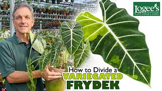 How to divide your Alocasia ‘Frydek’ and other aroids to make new ones!