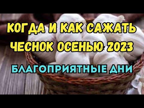 Когда и как сажать чеснок осенью 2023 года. Правила посадки чеснока осенью. Благоприятные дни