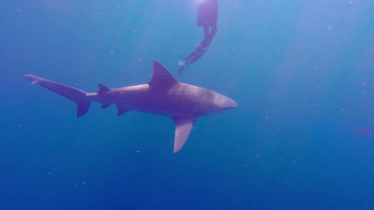 Snorkeling with Bull Sharks & Lemon Shark - Jupiter, FL