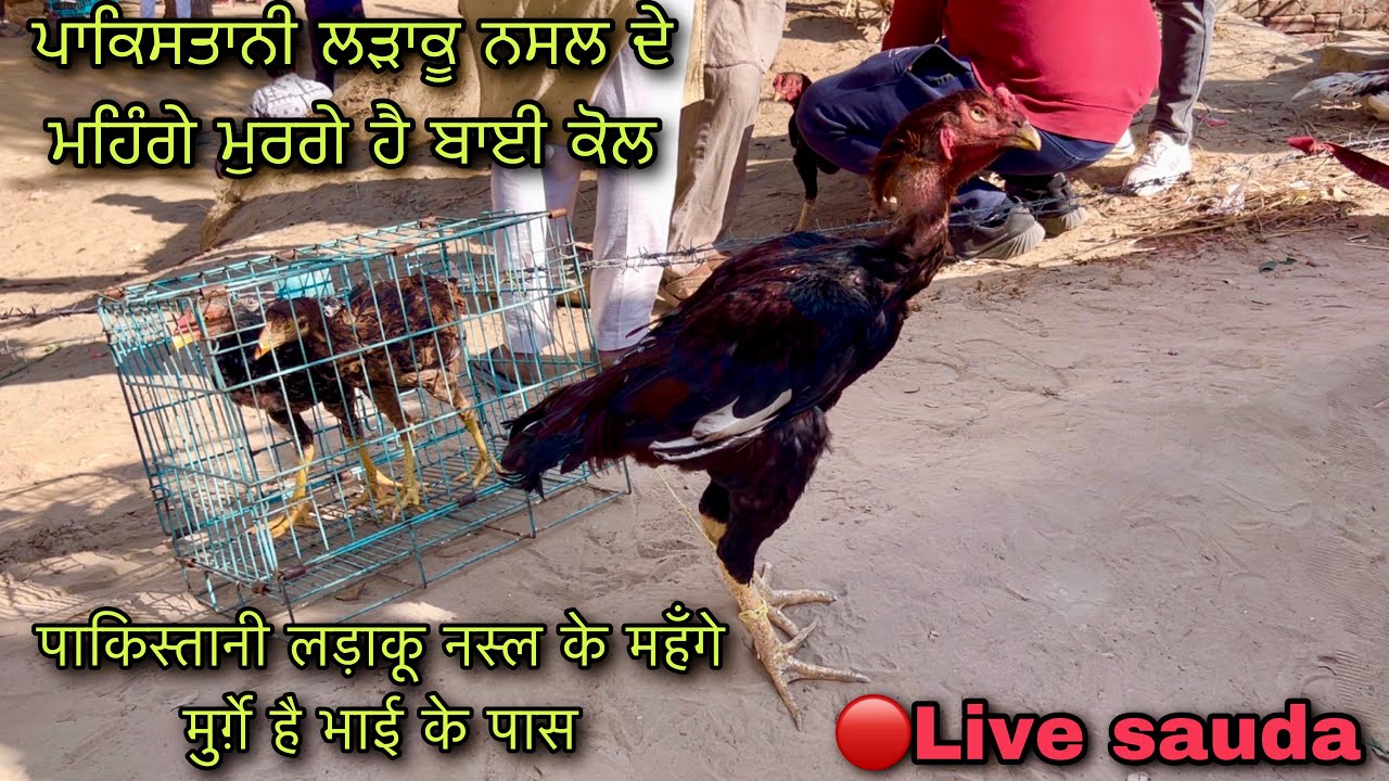 पाकिस्तानी लड़ाकू नस्ल के महँगे मुर्ग़े है भाई के पास #live_sauda tungwali bakri bazar @farmingbaba