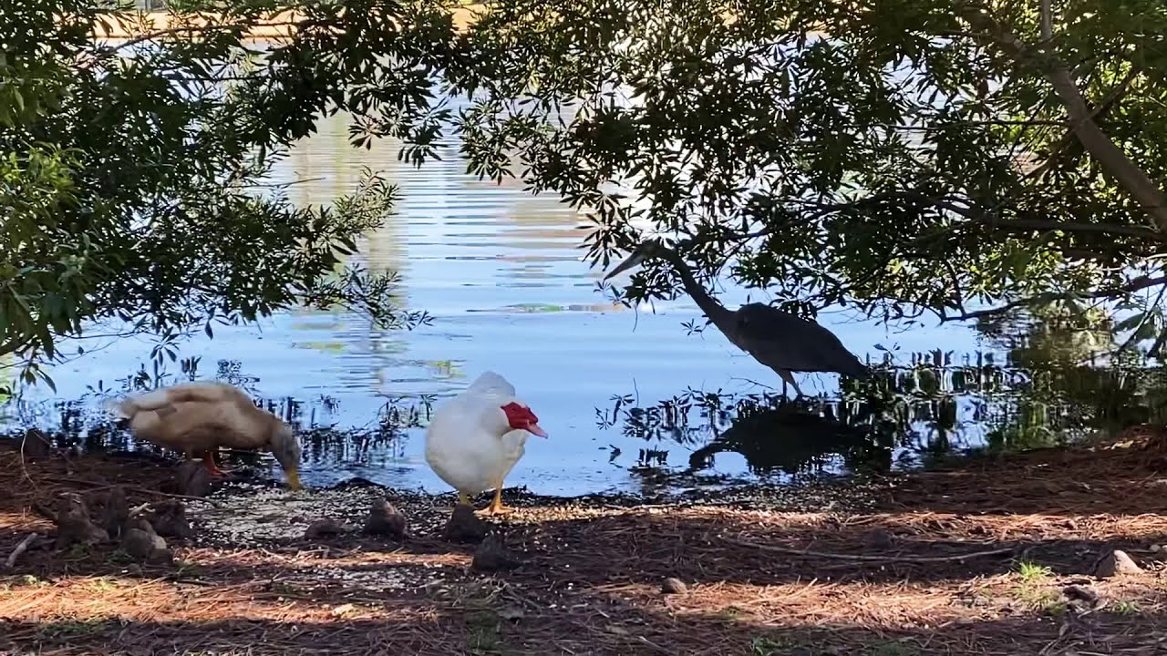 Peaceful Texas Pond