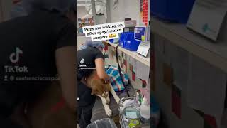 Dogs Waking Up From Anesthesia After Surgery Sf Spca