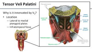 Soft Palate screenshot 3