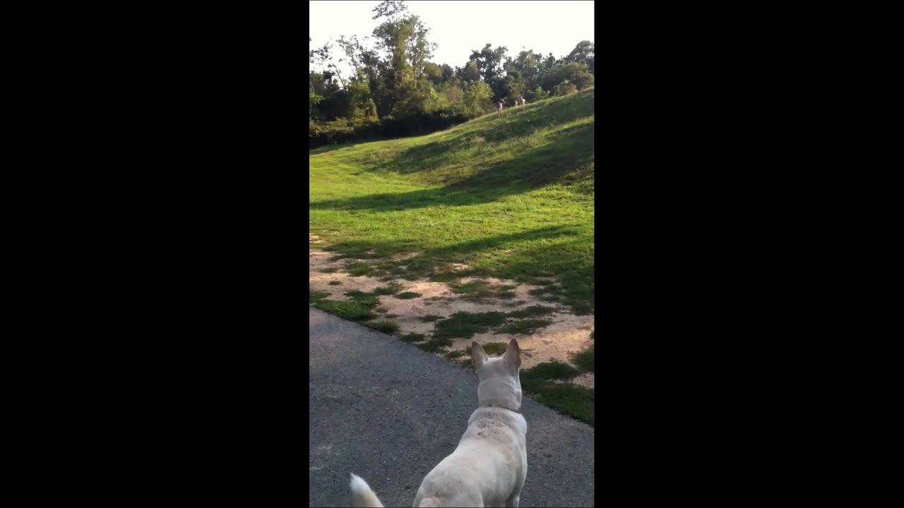 camera iphone 8 plus apk Dog vs deer
