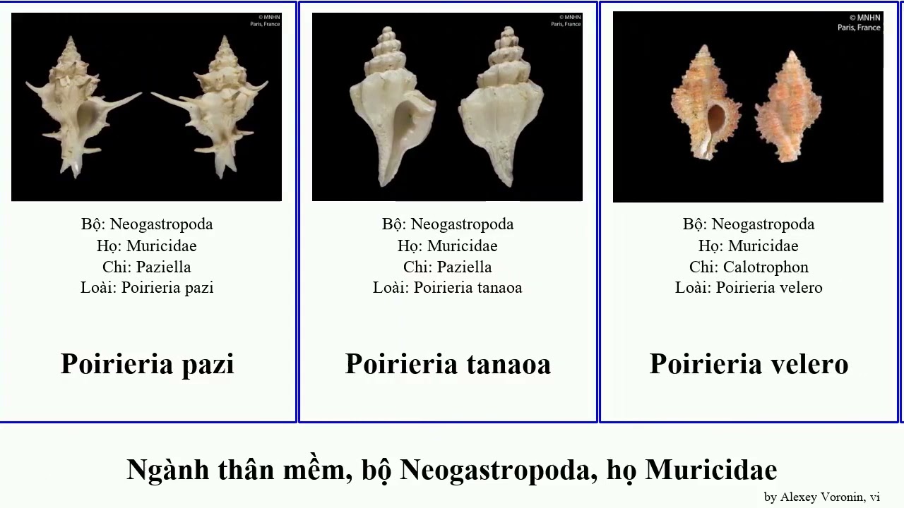 Ngành thân mềm, bộ Neogastropoda, họ Muricidae bụng chân động vật chicoreus pterynotus poirieria
