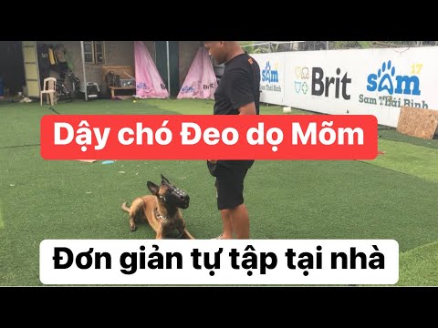 Video: Cách huấn luyện chó của bạn đeo mõm