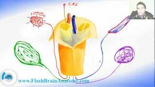 Lessons And 3D Anatomy Software: Nervous Receptors screenshot 5
