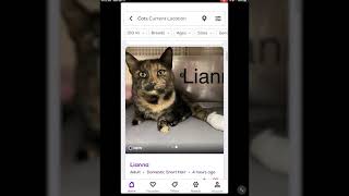 Tech Tutorial: Petfinder