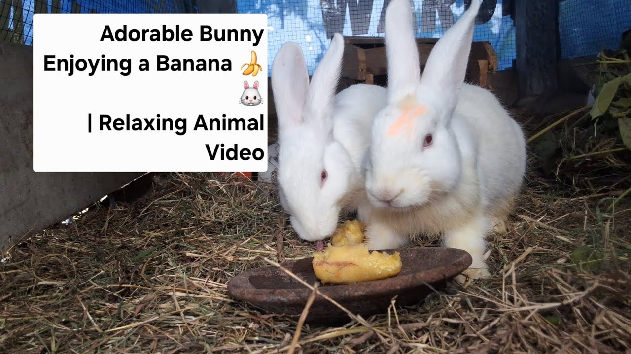 Adorable Bunny Enjoying a Banana 🍌🐰 | Relaxing Animal Video