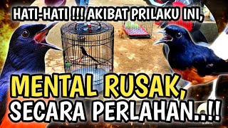 SECRET!! HOW TO KEEP YOUR MURAI BATU MENTALLY STABLE AND NOT EASILY DROP? CAUSES AND HOW TO OVERC...