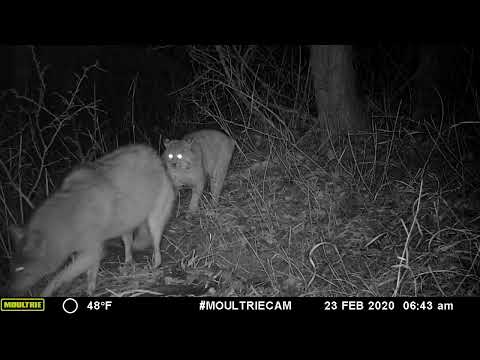 Coyote and Bobcat fight over a beaver. #gamecamera #wildlife