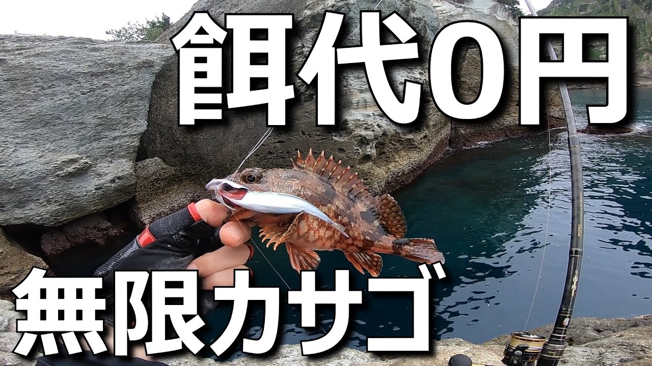 西伊豆で根魚釣り 餌代0円で無限カサゴ ダイソージグ 胴付き 泳がせ釣り ショアジギング ロックフィッシュ Mancing Mania Japan Youtube