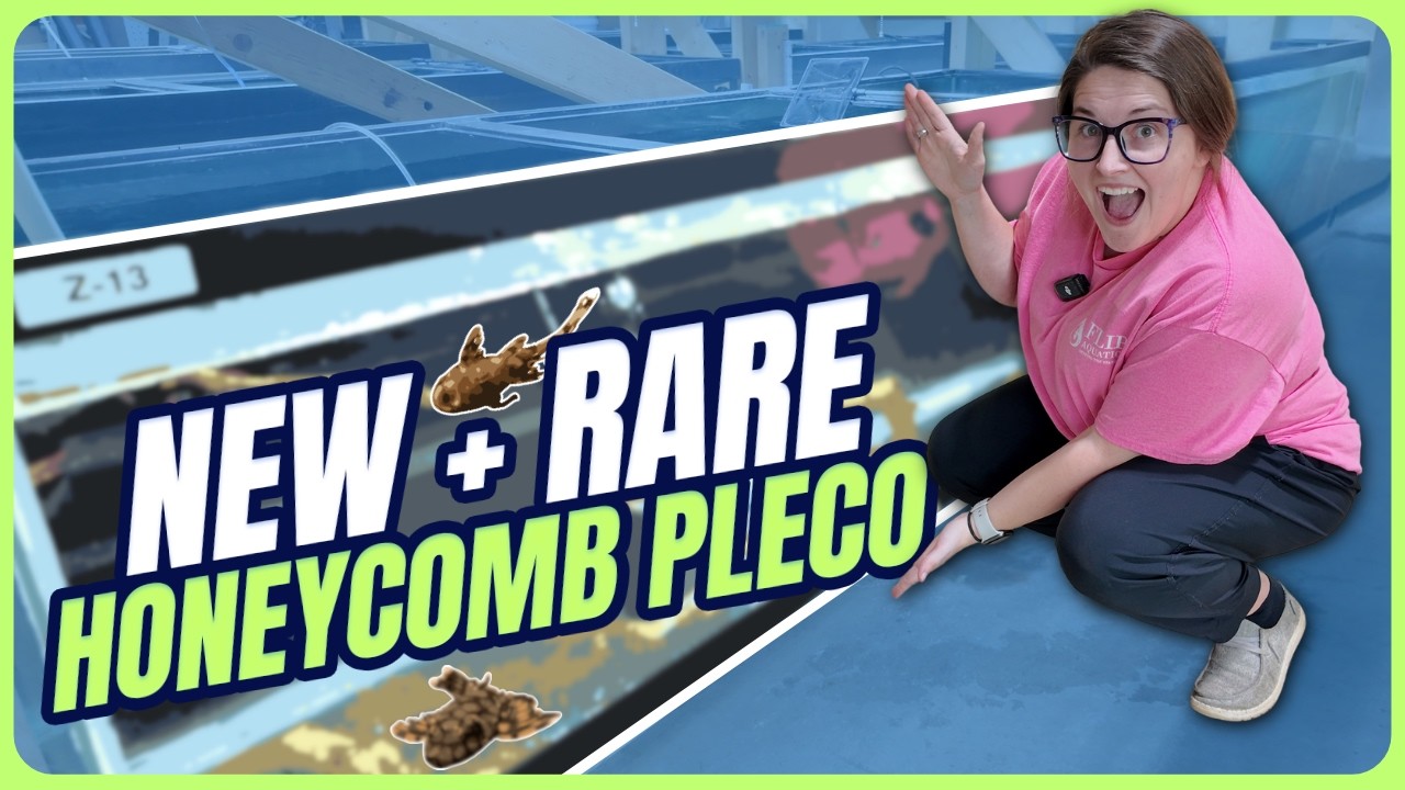 Долгожданная рыба наконец-то здесь | Редкий медовый плеко L519 [Еженедельное руководство, эпизод 25]