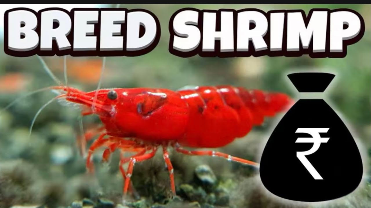 How to Breed Shrimp - A full guide in hindi 