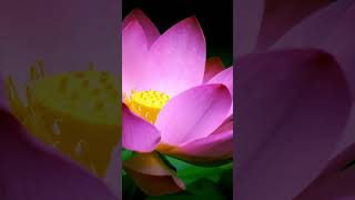 🌸 Lotus Flower: Symbol of Purity and Resilience 🌟