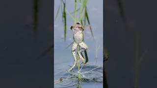 🐸Just Miss But Never Give up🐸 #Animals #Forest #wildlife #River #Hunting #Mr. Mentor07