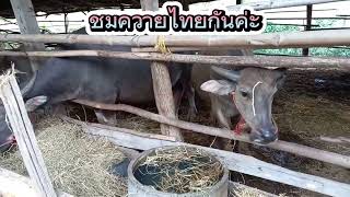 ควายไทยแสนรู้น่ารัก#ควายไทย#ควายงาม#เกษตรกร#สัตว์เลี้ยง#สัตว์โลกน่ารัก#ต้อม ศิลาณีชาแนล