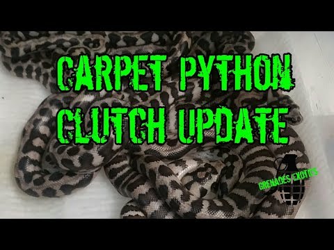 Carpet Python Clutch Update
