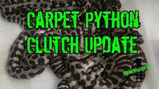 Famous Carpet Python Clutch Update Wealth