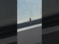 Ferry fly in Japan