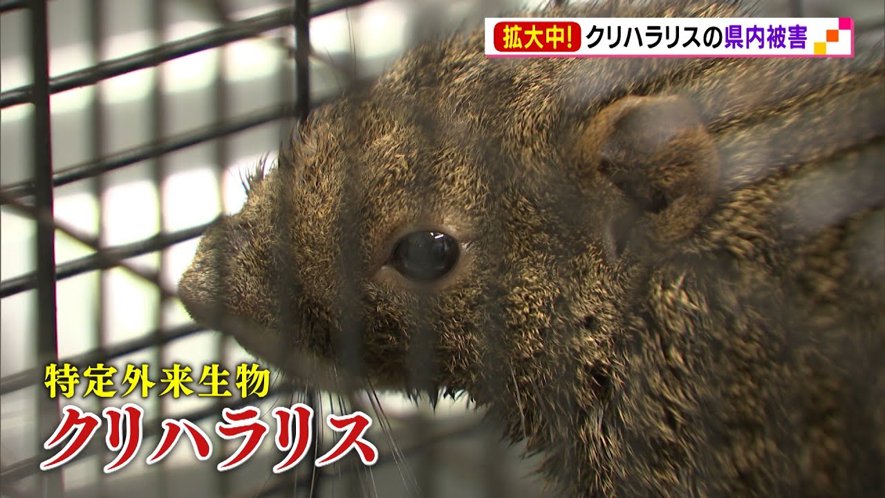 Damage caused by chestnut squirrels is spreading across Shizuoka