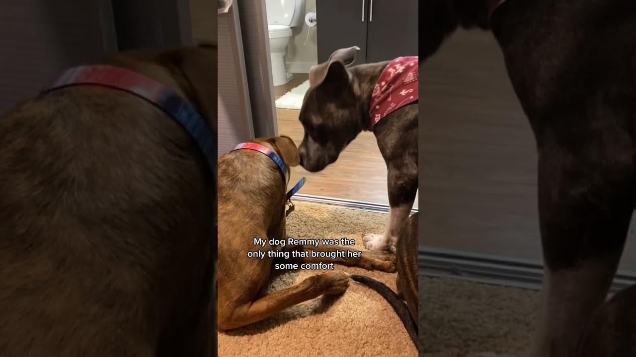 Adopt a furry friend today! 