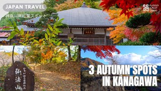 3 spots in Kanagawa great for autumn site【神奈川】