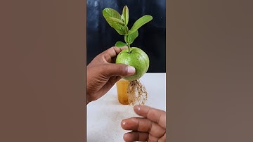 How to grow guava plant at home from fruit || Best & easy method for planting //#highlight