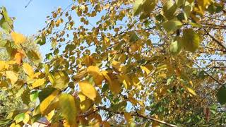 Betula jacquemontii bříza Jacquemontova