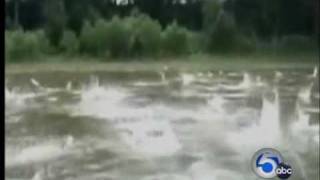 Asian carp invasion worries officials