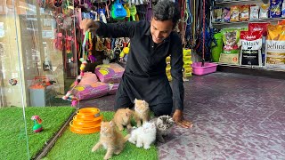 Persian cat price in Lahore - Triple Coat Punch Face Cats - Tollintion Market Lahore - Cat Market || by Lahore Pets  4,766 views 9 months ago 10 minutes, 47 seconds