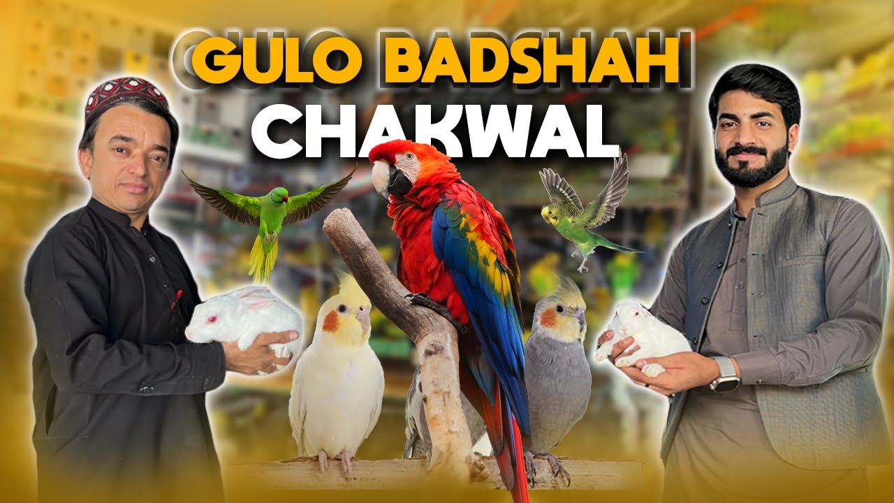 Gulo Badshah Chakwal | Birds Shop | Birds Market Chakwal | Chakwal Vlog