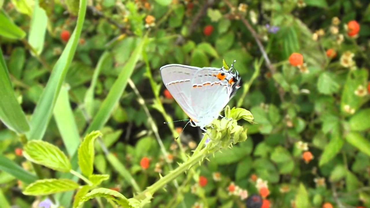 Gray Hairstreak Butterfly