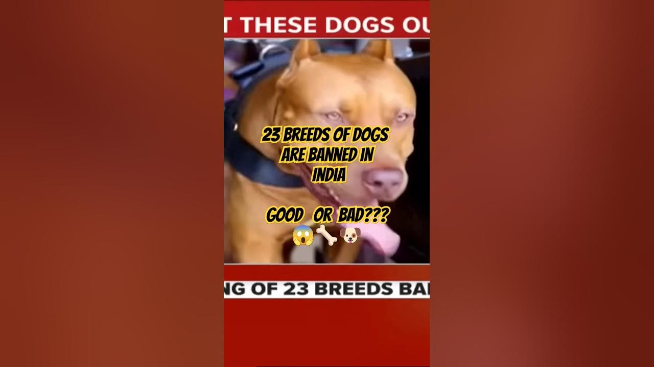 23 Breeds Of Dogs Banned In India shorts viral trending dogs dogban 23-breeds-of-dogs-banned-in-india-shorts-viral-trending-dogs-dogban