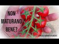Perché i Pomodori non maturano bene | Come rimediare