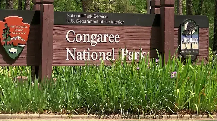 Lottery opens for 2025 synchronous firefly viewing at Congaree National Park