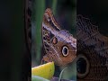 Banded Owl Butterfly Opens up on the Panama Feeders