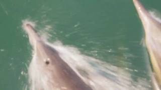 Dolphins Boat Surfing