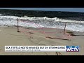 ‘We’re heartbroken’: Alligator Point loses all sea turtle nests to Tropical Storm Bertha