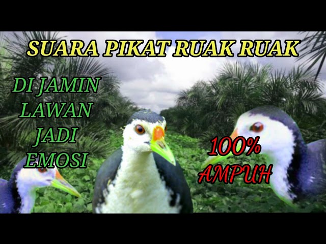 SUARA PIKAT RUAK RUAK TERBARU BIKIN LAWAN JADI EMOSI!!!! class=